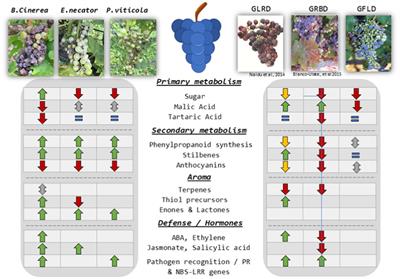 Modifications of Grapevine Berry Composition Induced by Main Viral and Fungal Pathogens in a Climate Change Scenario